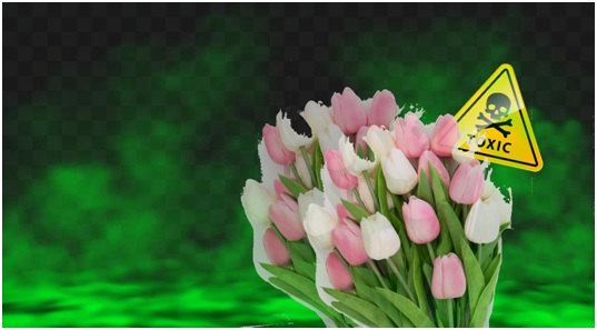 Tanaman Hias Yang Tidak Boleh Ditanam Di Area Rumah