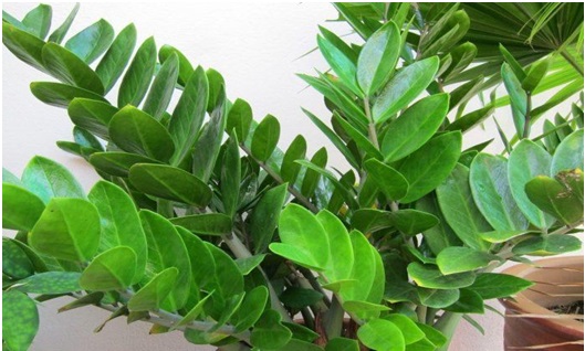 Tanaman Hias Yang Tidak Boleh Ditanam Di Area Rumah