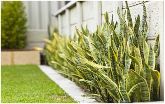 Tanaman Hias Yang Tidak Boleh Ditanam Di Area Rumah