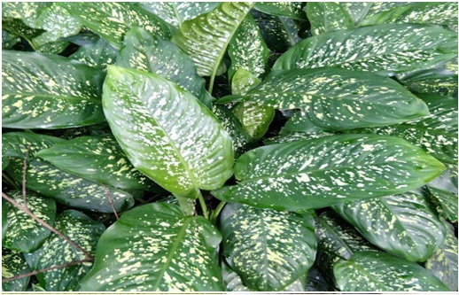 tanaman-hias-yang-tidak-boleh-ditanam-di-area-rumah-1