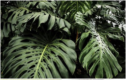 Tanaman Hias Yang Tidak Boleh Ditanam Di Area Rumah