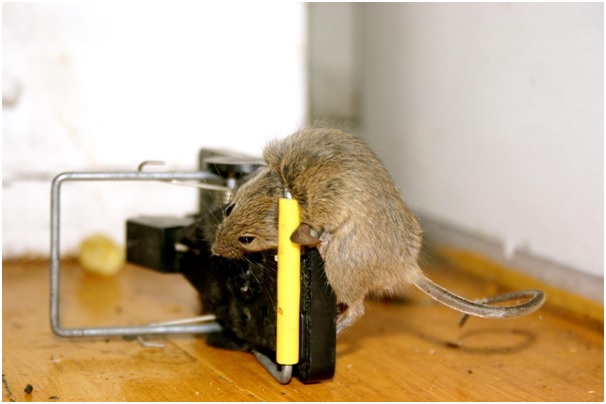 3 Cara Basmi Tikus Dirumah