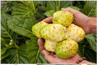 3-cara-basmi-tikus-dirumah-1