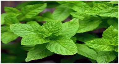 3-cara-basmi-tikus-dirumah-2