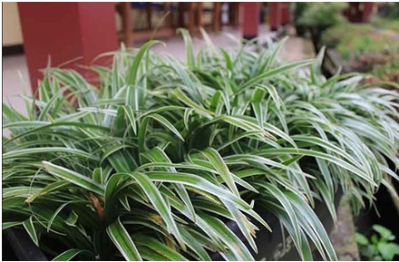 tanaman-hias-yang-menghasilkan-banyak-oksigen-1