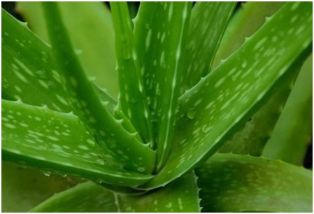 tanaman-hias-yang-menghasilkan-banyak-oksigen-2