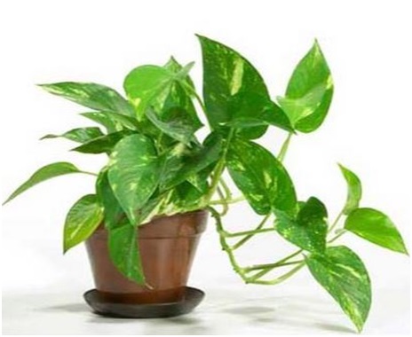 tanaman-hias-yang-menghasilkan-banyak-oksigen-3