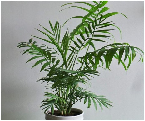 tanaman-hias-yang-menghasilkan-banyak-oksigen-4