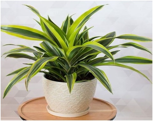 tanaman-hias-yang-menghasilkan-banyak-oksigen-5